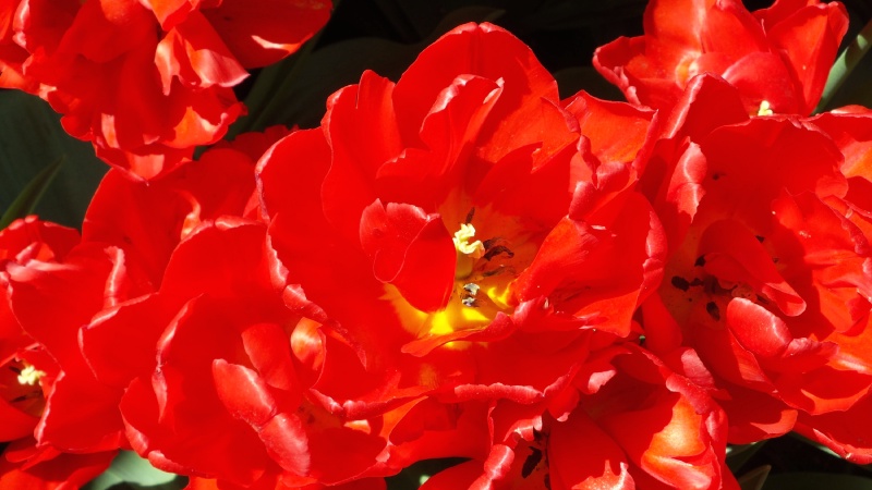 2014-04-17 Holland Tulips 66.jpg